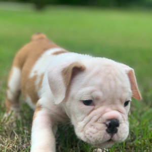Bulldog Puppy Rocky