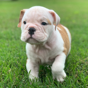 Bulldog Puppy Rocky