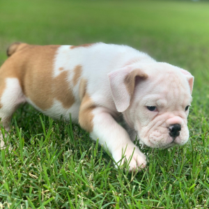 Bulldog Puppy Rocky