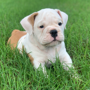 Bulldog Puppy Rocky