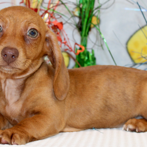 Dachshund Puppy Gwen