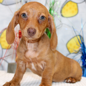 Dachshund Puppy Gwen