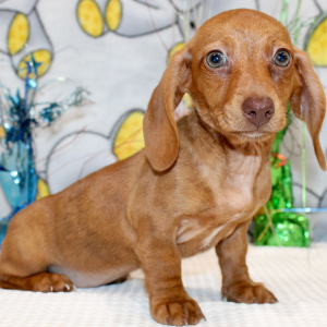 Dachshund Puppy Gwen