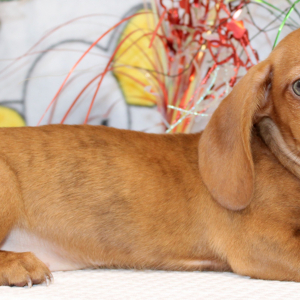 Dachshund Puppy Gwen