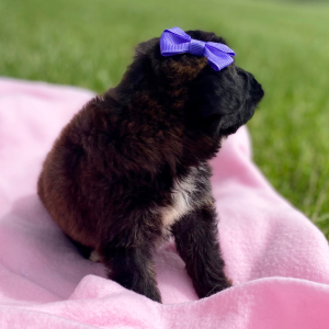 Aussiedoodle Puppy Chloe