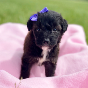 Aussiedoodle Puppy Chloe