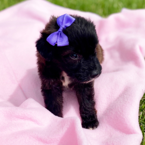 Aussiedoodle Puppy Chloe