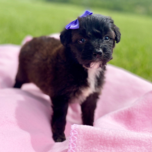 Aussiedoodle Puppy Chloe