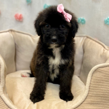 Aussiedoodle Puppy Chloe