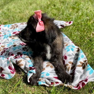 Aussiedoodle Puppy Chloe