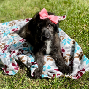 Aussiedoodle Puppy Chloe