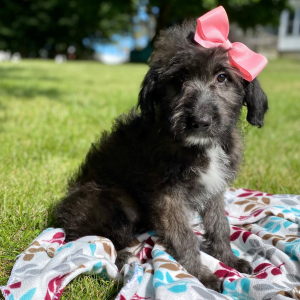 Aussiedoodle Puppy Chloe
