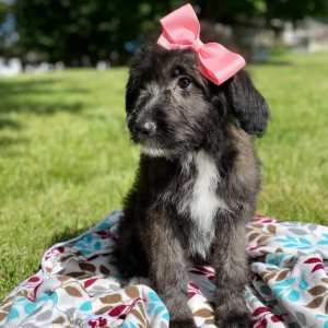 Aussiedoodle Puppy Chloe