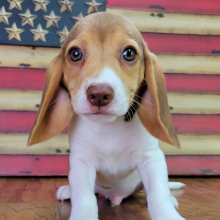 Beagle Puppy Milo