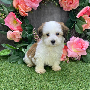 Havanese Puppy Augie