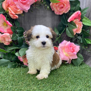 Havanese Puppy Augie