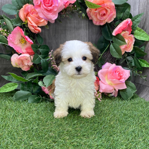 Havanese Puppy Augie
