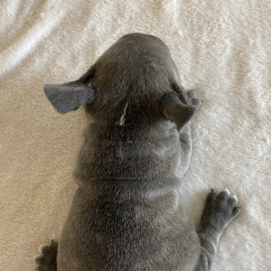 French Bulldog Puppy Dixie