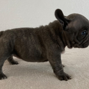 French Bulldog Puppy Dixie