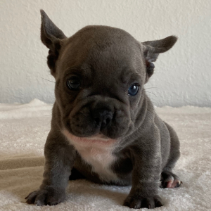 French Bulldog Puppy Dixie