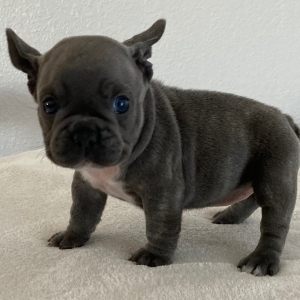 French Bulldog Puppy Dixie
