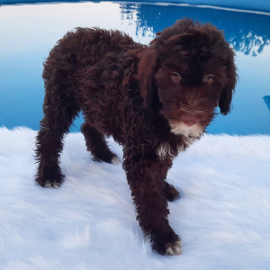 Portuguese Water Dog Puppy Rocket