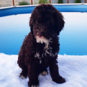 Portuguese Water Dog Puppy Rocket