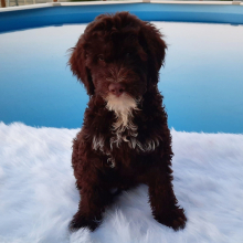 Portuguese Water Dog Puppy Rocket