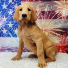 Labradoodle Puppy Todd