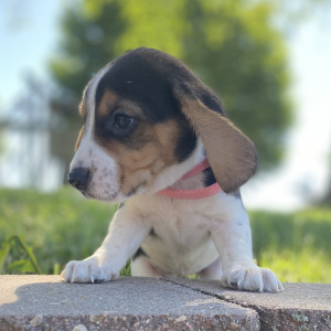 Beagle Puppy Gabbi
