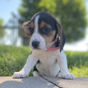 Beagle Puppy Gabbi