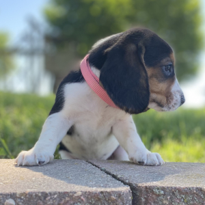 Beagle Puppy Gabbi