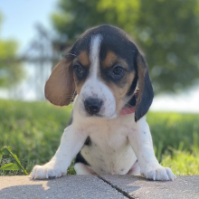 Beagle Puppy Gabbi