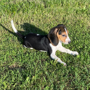 Beagle Puppy Gabbi
