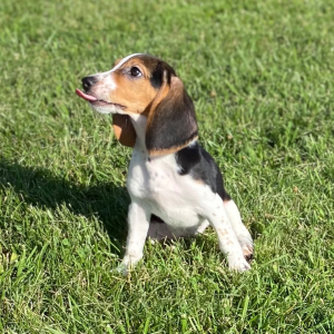 Beagle Puppy Gabbi