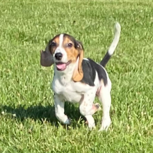Beagle Puppy Gabbi
