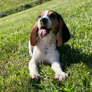 Beagle Puppy Gabbi