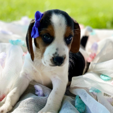Beagle Puppy Libbi
