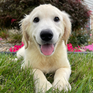 Golden Retriever Puppy Krista