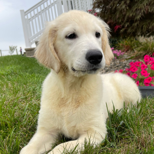 Golden Retriever Puppy Krista
