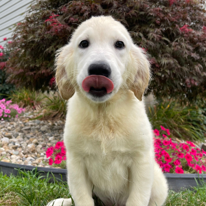 Golden Retriever Puppy Krista