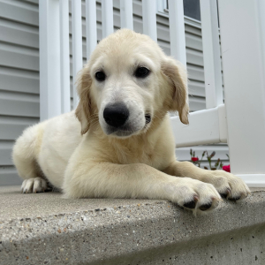 Golden Retriever Puppy Krista