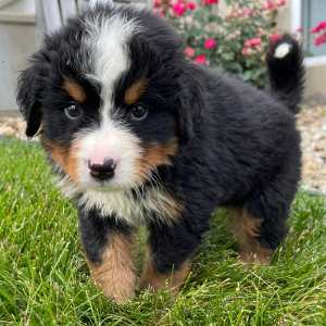 Bernese Mountain Dog Puppy Gunner