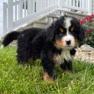 Bernese Mountain Dog Puppy Gunner