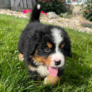 Bernese Mountain Dog Puppy Gunner
