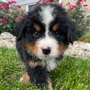 Bernese Mountain Dog Puppy Gunner