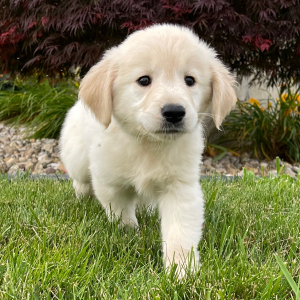 Golden Retriever Puppy Faye