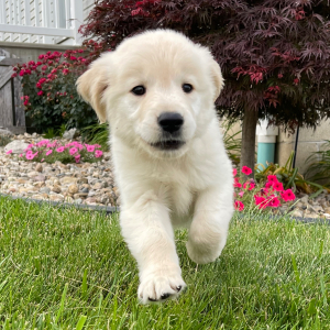Golden Retriever Puppy Faye