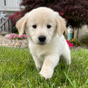 Golden Retriever Puppy Faye