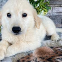 Golden Retriever Puppy Faye